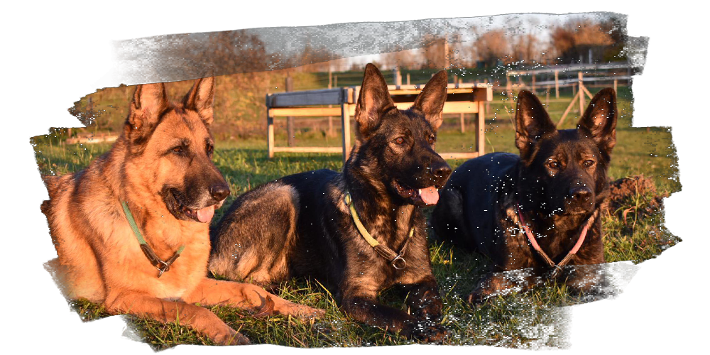 Physiotherapeutische Behandlung bei einem Tier